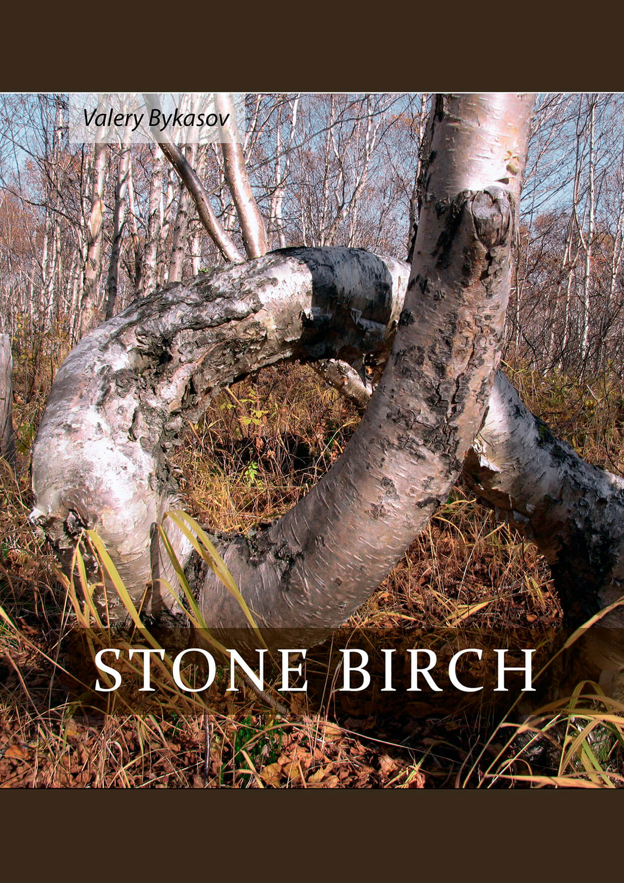 Stone Birch by Valery Bykasov